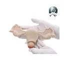 [TYE1814] Simulador ginecologico avanzado plus (3).webp